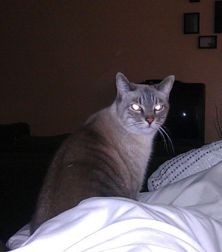 catonthetoilet's profile picture. The coolest cat - email with questions: catonthetoilet@gmail.com spread this video with the world and teach cats everywhere how to potty in the toilet!