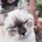 nafisya_h's profile image