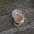 gatitapeque89's profile image