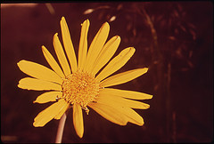 TechnologyAdva1's profile picture. Poetic Perspectives. Gain nice advantages of more inner peace though writing poetry, meditating and walking in nature.