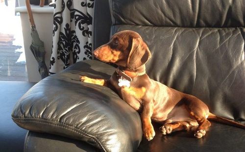 Life By The Fire Coach, Wise Wiener, Person Trainer & Knitwear Fashionista!