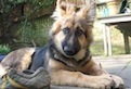 CicciaTheGSD's profile picture. I'm Ciccia, 3yrs old GSD. I love: chasing frisbees and hares, big poos, chicken and rice and running in the fields. Pls don't tell mum&dad  I am on twitter!
