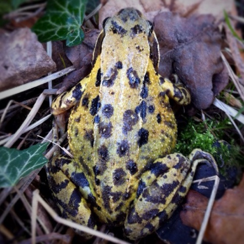 aireychap's profile picture. 