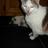 figothecat's profile image