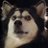 furrynight4ever's profile image