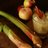 OrganicSpirit's profile image