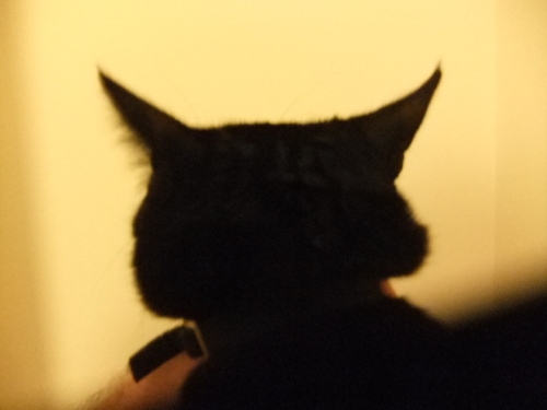 blackcat. football photography punk rock soul jazz art film noir. ex directory Sunderland fan. @plotloser@mastadon.social