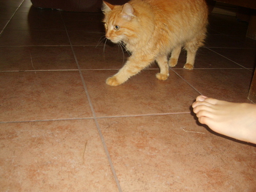 PomitaLaGrande's profile picture. Mi nombre es Puma, pero todos me conocen como #Pomita. Soy el rey y la reina del mundo.
Amenme, es una orden.