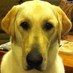 Trish Hill (@jjs_mommy) Twitter profile photo Trish Hill (@jjs_mommy) Twitter profile photo