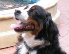 @ JCarnam's Bernese Mountain Dog. Stony Point shopper, interpreter for hearing-impaired adopted sibling Mabel (Lab).  Singer, snuggler, clown