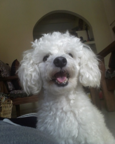 clariza60's profile picture. Lic. En Administración RMF, Repostera de corazón, amante de los caninos.