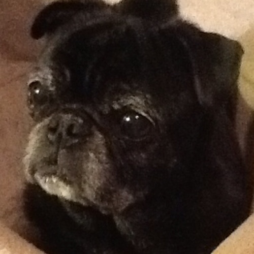 puggles's profile picture. 