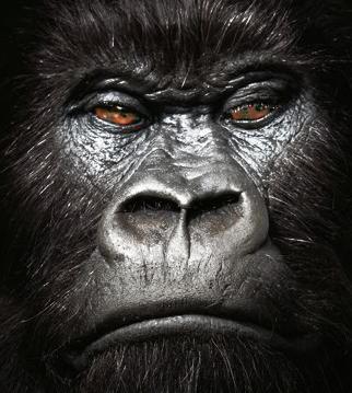 JimmyRustleton's profile picture. Your girls favorite gorilla lover