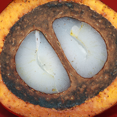 The latest news on palm oil and the palm oil industry.