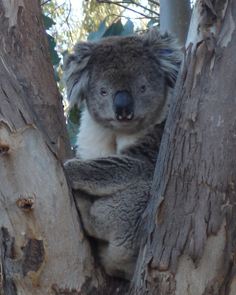 Senior Lecturer in Wildlife Health