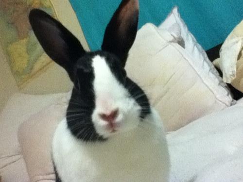 raptorsinhats's profile picture. 