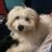 Doggy7233's profile image