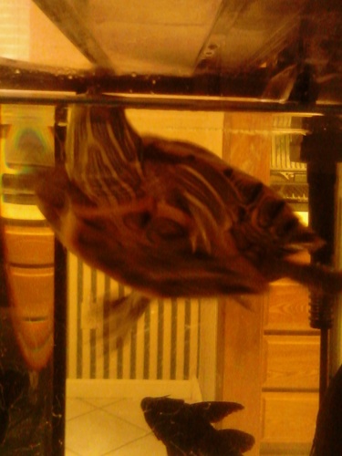 Kujo_Got_Hoes's profile picture. I get more butt than a ash tray! My owner is a real nigga @King_Juvon ! Ill take any bishh that you know! FWM i follow back!