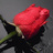 RebekkaRozhkova's profile image