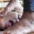 Lazy65582Cat's profile image