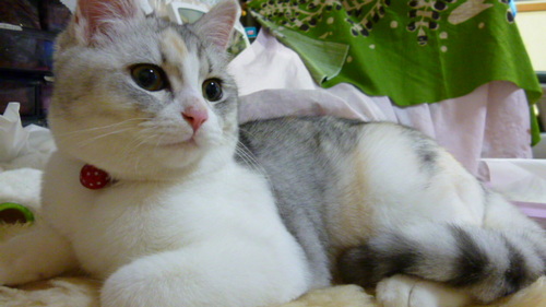 猫りりの可愛さに日々癒され、すっかり、愛猫家です。政治、放射能問題、健康、医療、その他、気になる情報をリツイートしています。