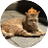 andzoo_zoo's profile image