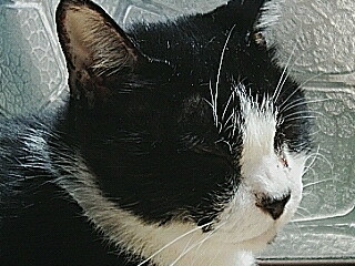 typetonk2's profile picture. のんびり