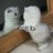 caffeineismylov's profile image