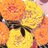 Ssoua_p's profile image