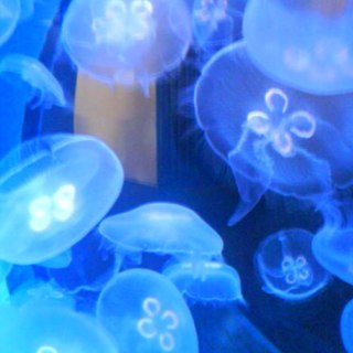 Karenina9000's profile picture. She/Her. FF and Nintendo enthusiast.
🏴󠁧󠁢󠁳󠁣󠁴󠁿🇪🇺