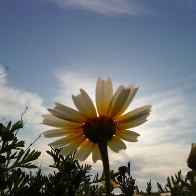 dorynaturalblue's profile image
