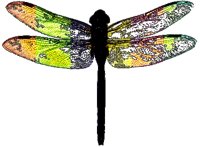 if you can not fly, be grateful because you can walk!