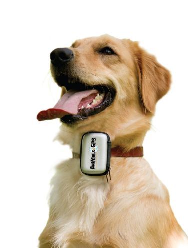 AnimalsGPS's profile picture. Always Know Where Your Pet Is