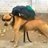 puppynori's profile image