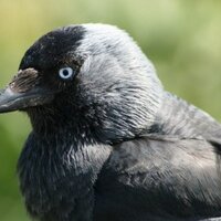 Adam Linnet (@adamlinnet1) 's Twitter Profile Photo Adam Linnet (@adamlinnet1) 's Twitter Profile Photo