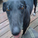 Hank Martin - @dogtraining72 - Twitter