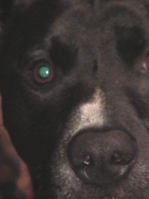 spayneuteryrpet's profile picture. All things pet friendly.Spay neuter your pet!