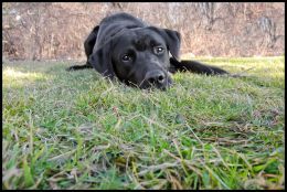 NCCRadoptions's profile picture. Canine Rescue located in Westfield, NY. Rehoming dogs in need!