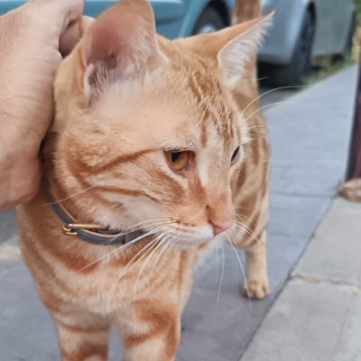 Hola
Me gustan los gatos.
Gora Euskadi