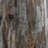 mountainash04's profile image