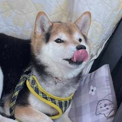 癒しのわんこアカに変更しました
タイトルの三柴は借り画像です