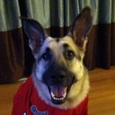 Bailey Hogan - @K9bunnyears - Twitter