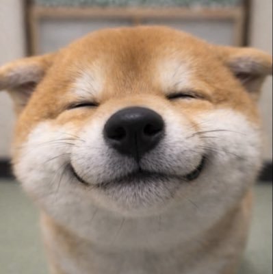 不要给我发🐣 球球了