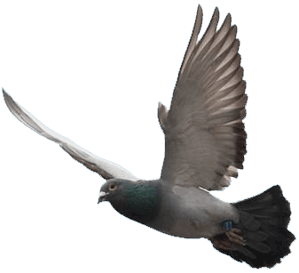 neuhoffhartmann's profile picture. Postduivenhouders te Sneek. Spelen het programmaspel met doffers op klassiek weduwschap. Hebben duiven van Adrie Kors, Gaby vanden Abeele en D.en L. van Dyck.