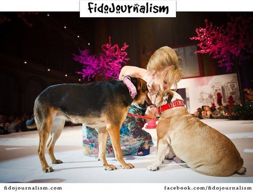 DanishInDC's profile picture. Philanthropist, Animal Advocate, Environmental Aficionado, and fun, fabulous, and fashionable Danish national currently living in Washington DC