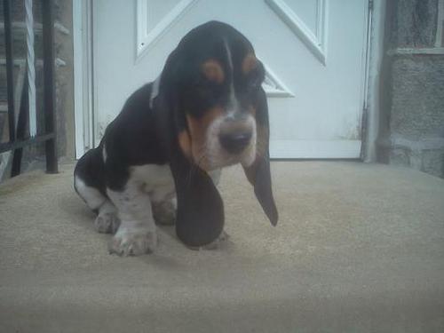 SiliconMessiah's profile picture. 