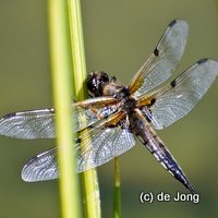 alex_777de's profile picture. Christ, FuSi-Spezialist, Mensch