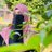 Ayesha0khaan's profile image
