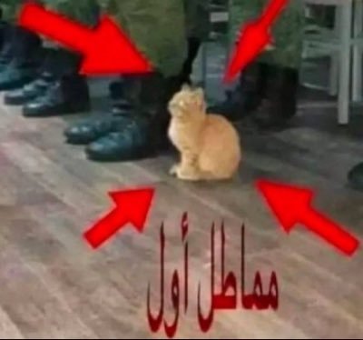 هلا
احاول أقفل قبل الترم الثاني 
يارب ميه في القدرات🌟
00 00 00