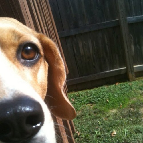 whoshotthefrog's profile picture. 